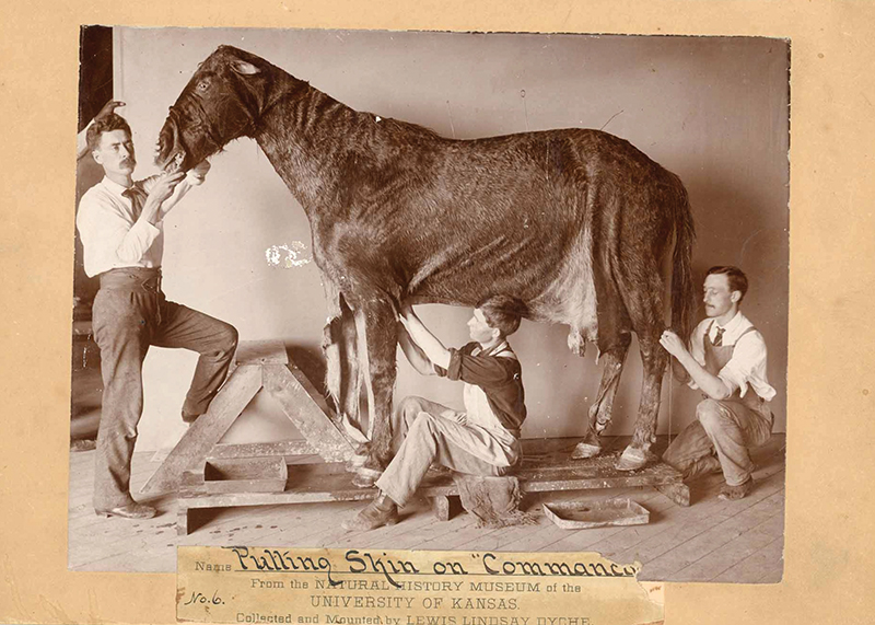 Comanche a Survivor’s Tale 405 Magazine